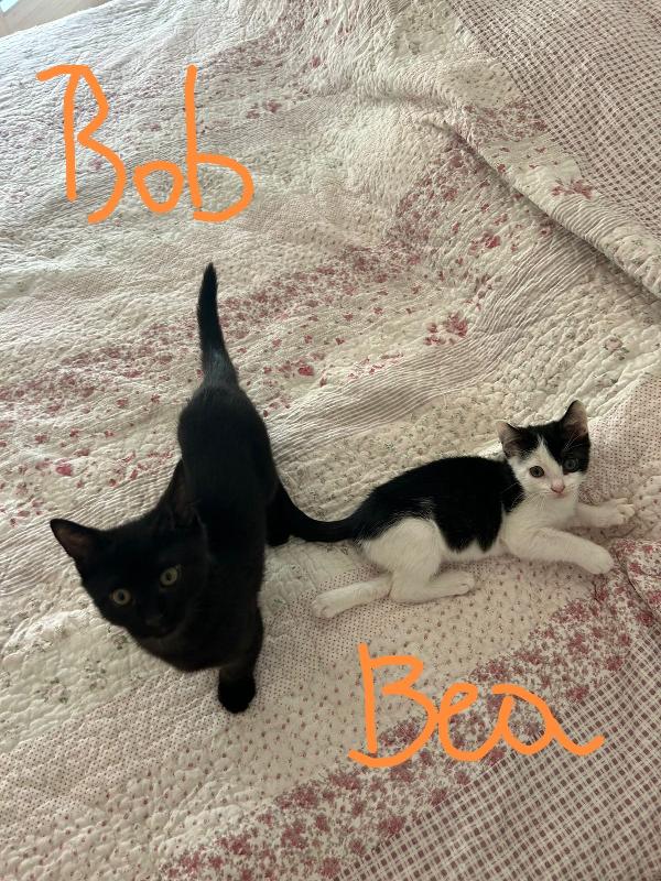 Bob e Bea  Foto 10
